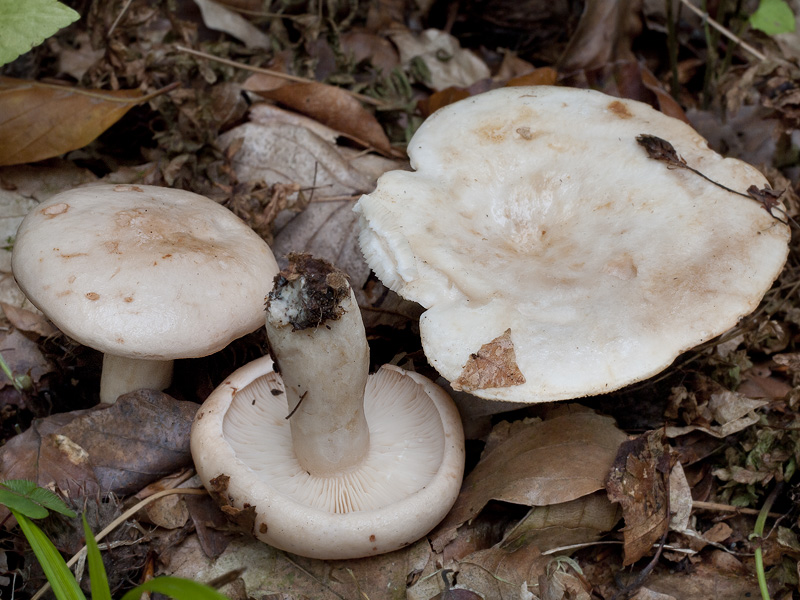 Lactarius pallidus